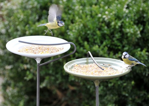 Stake bird bath - Crocus green