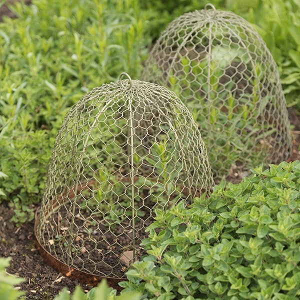 Copper rimmed cloche - lichen green