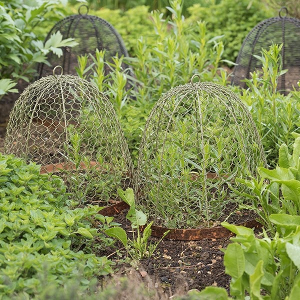 Copper rimmed cloche - lichen green