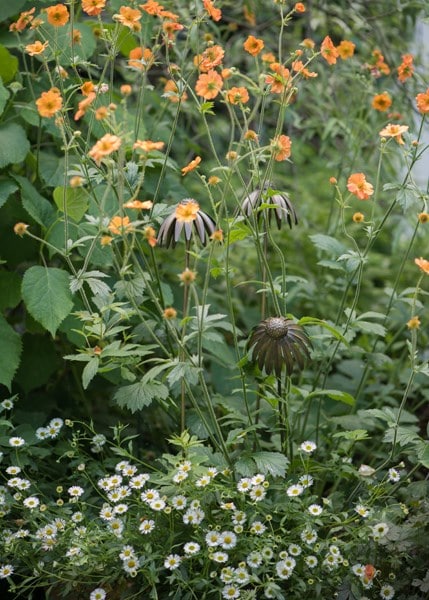 Echinacea plant stake - antique bronze