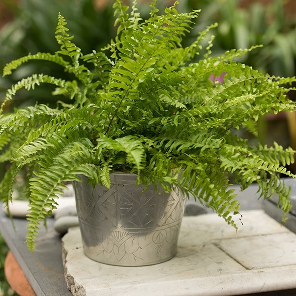 Hand etched aluminium planter 