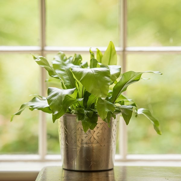 Hand etched aluminium planter 