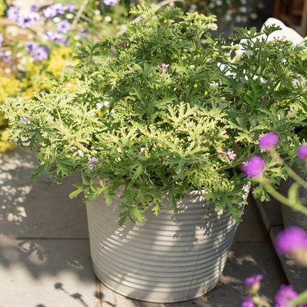 Ribbed galvanised metal planter - aged zinc