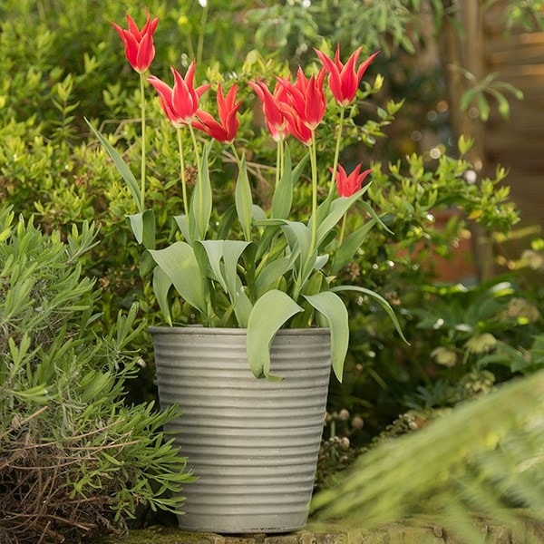 Ribbed galvanised metal planter - aged zinc