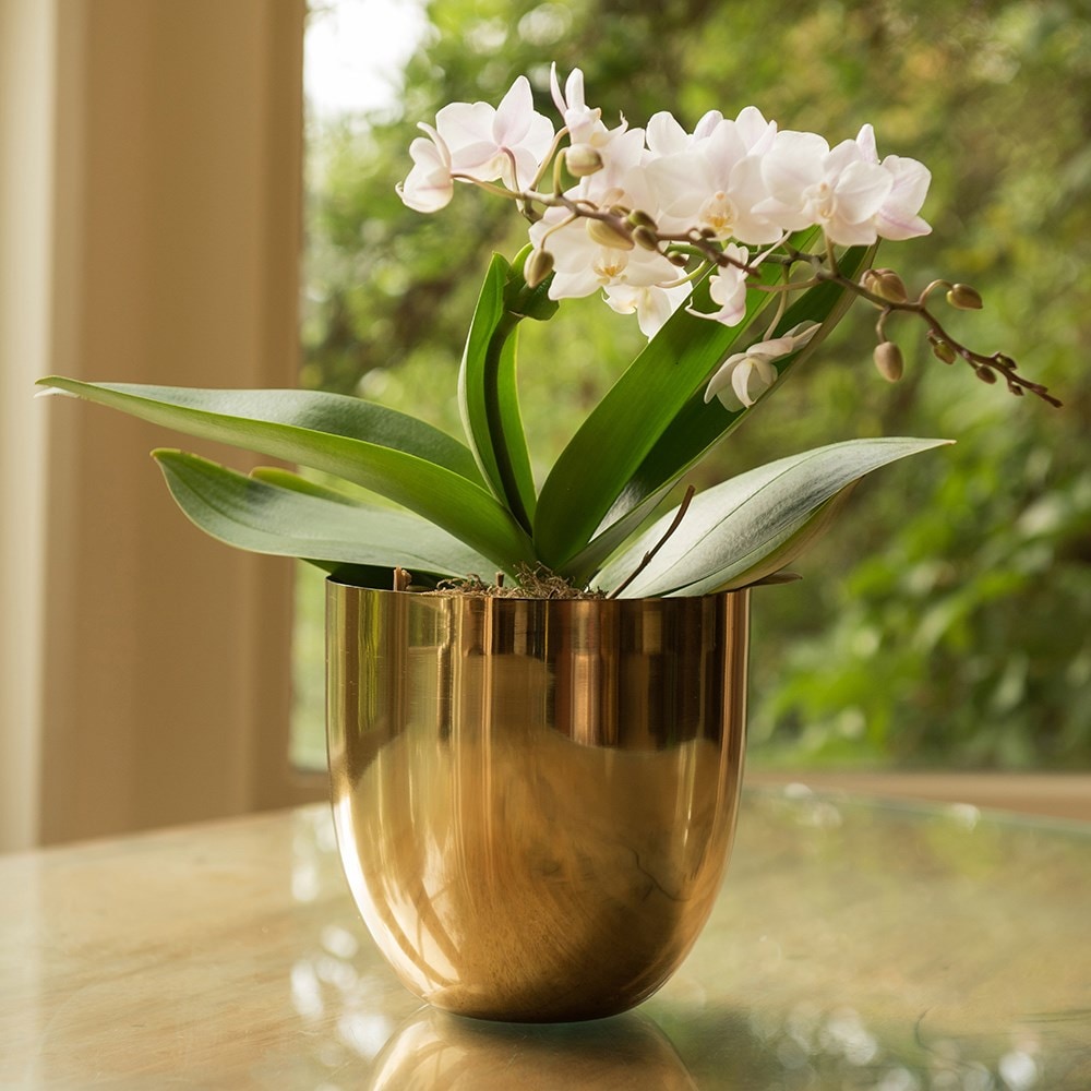 Polished brass pot cover