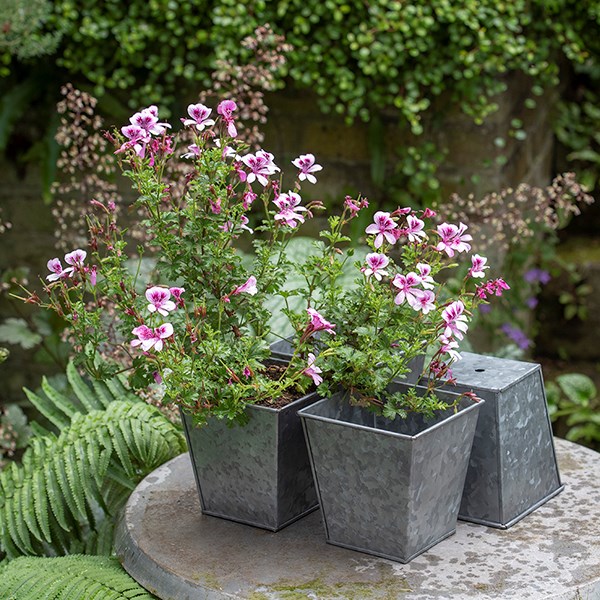 Dark galvanised square pot