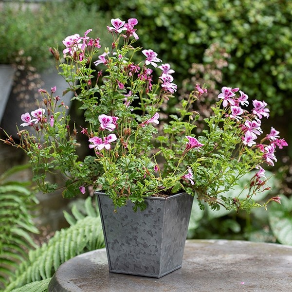 Dark galvanised square pot