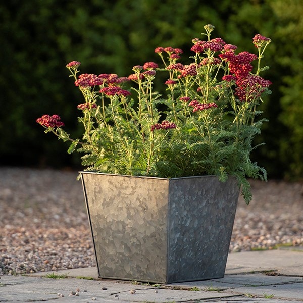 Dark galvanised metal rectangular planter