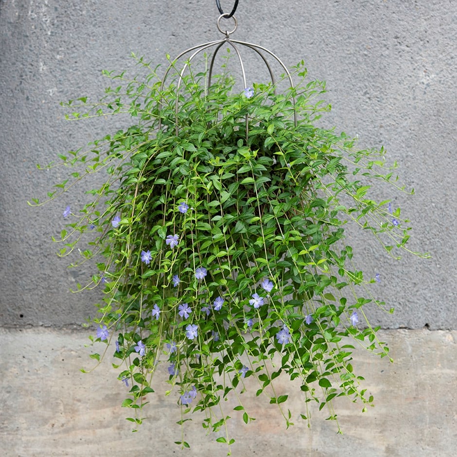 Hanging plant cage - wide