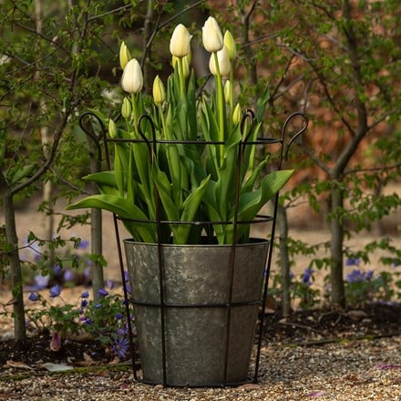 Galvanised metal perennial/bulb planter with support