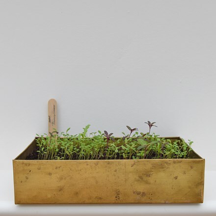 Brushed brass seed tray