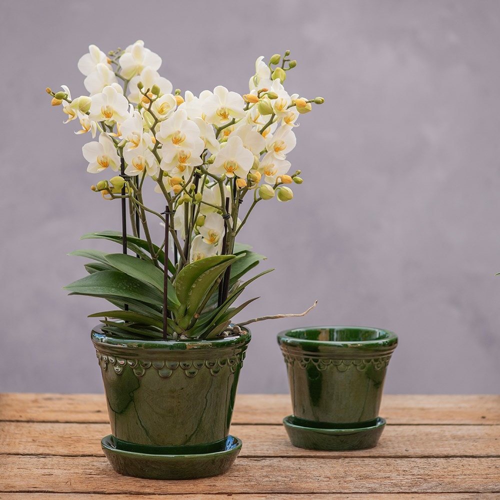 Scalloped tapered plant pot with saucer - dark green