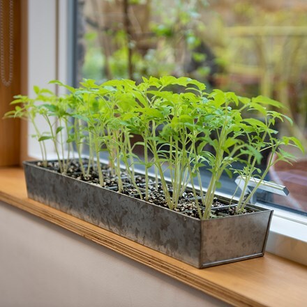 Galvanised tray with 16 grow pods