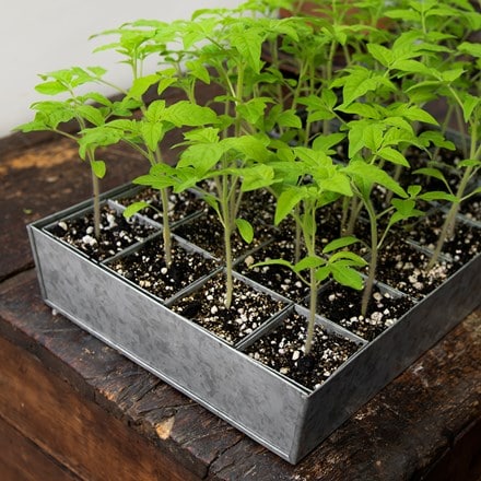 Galvanised metal tray with 24 grow pods