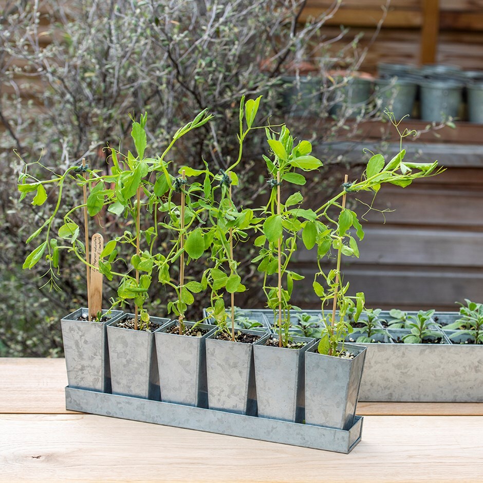 Galvanised tray with 6 tall root trainer pods