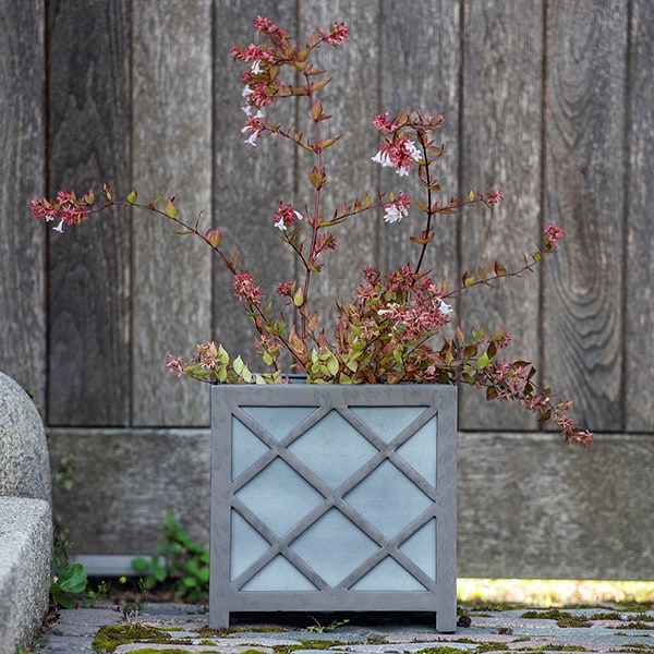 Norfolk cube planter