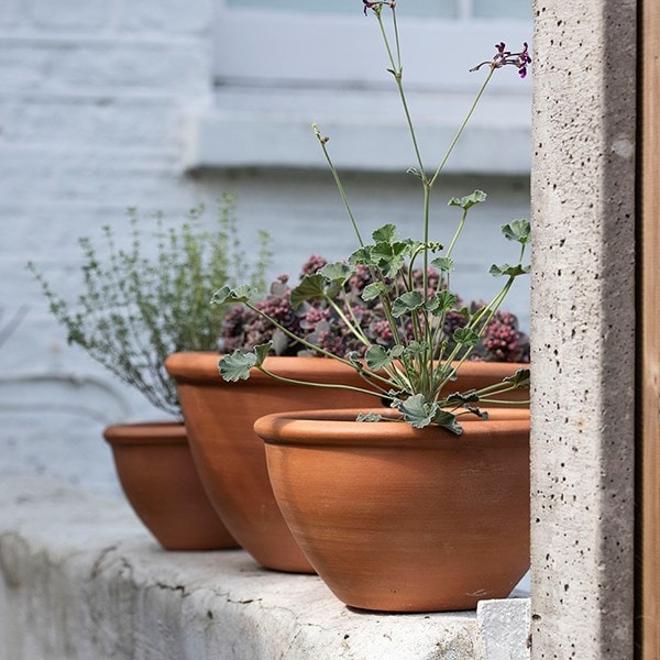 Terracotta plant bowls