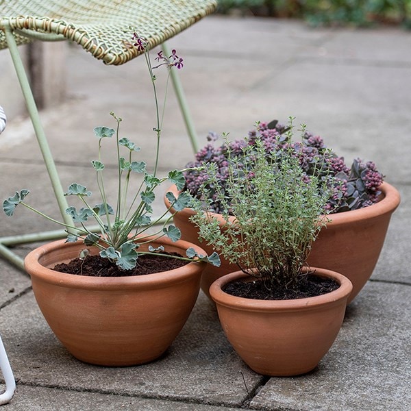 Terracotta plant bowls