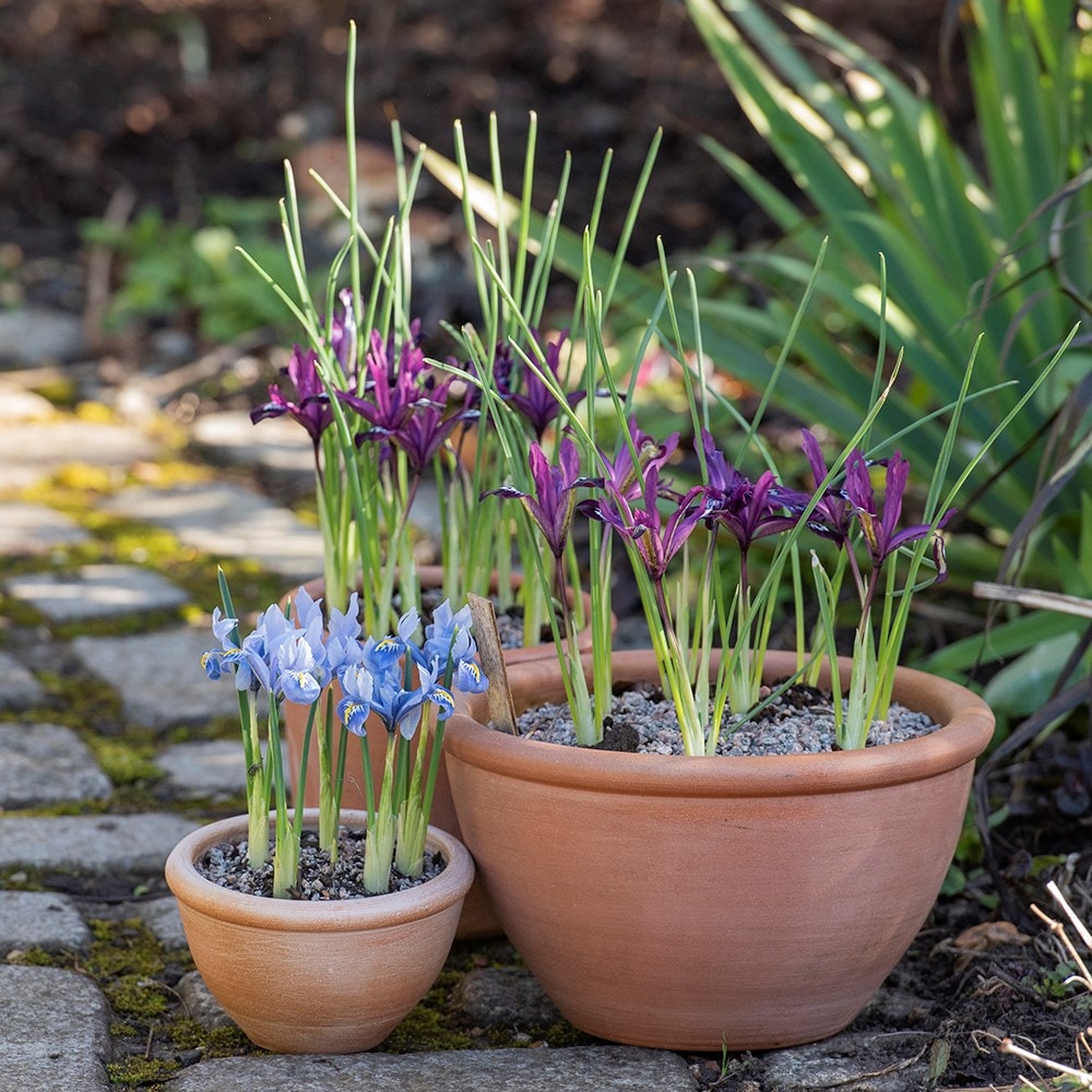 Terracotta plant bowls