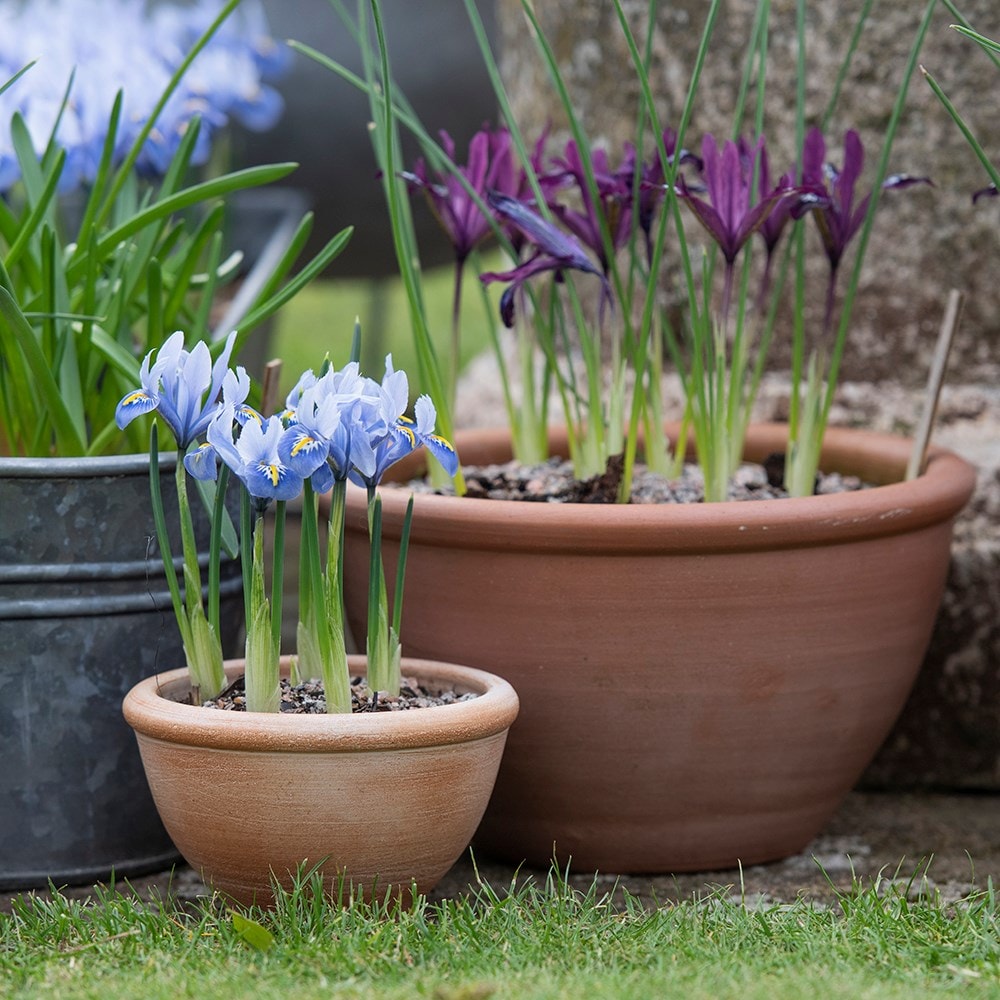 Terracotta plant bowls