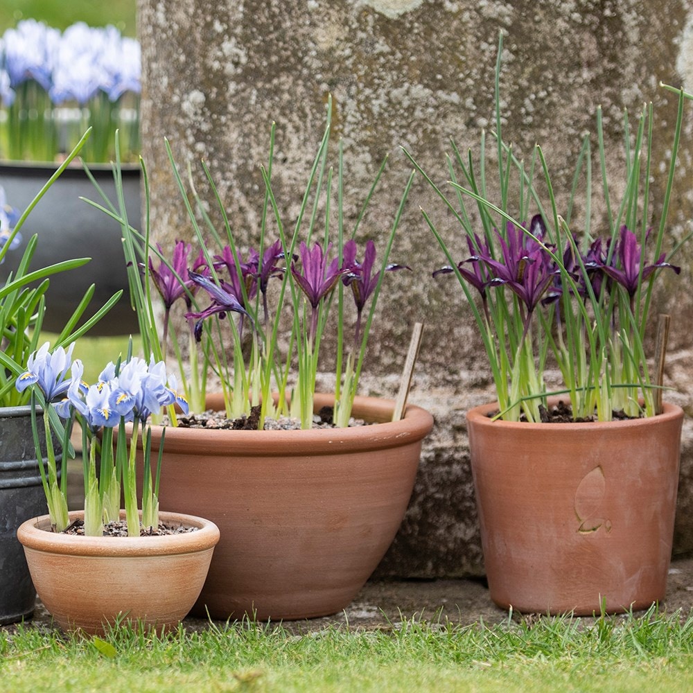 Terracotta plant bowls