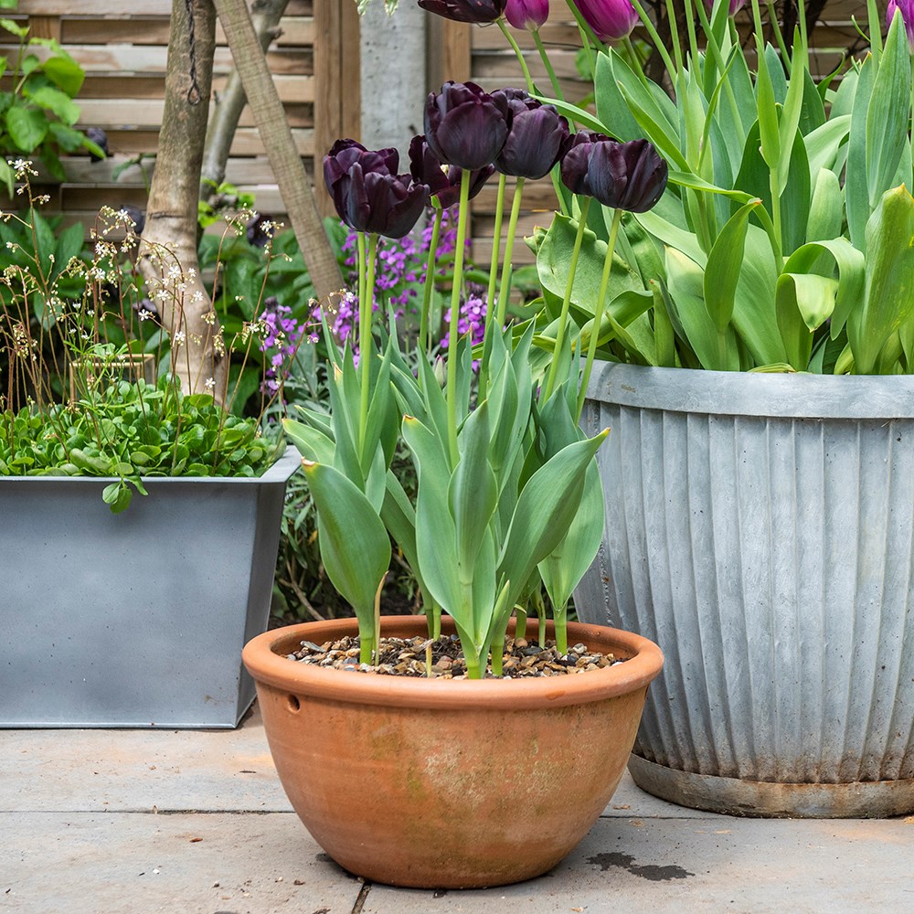 Terracotta plant bowls