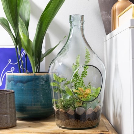 DIY terrarium bottle 3 litre