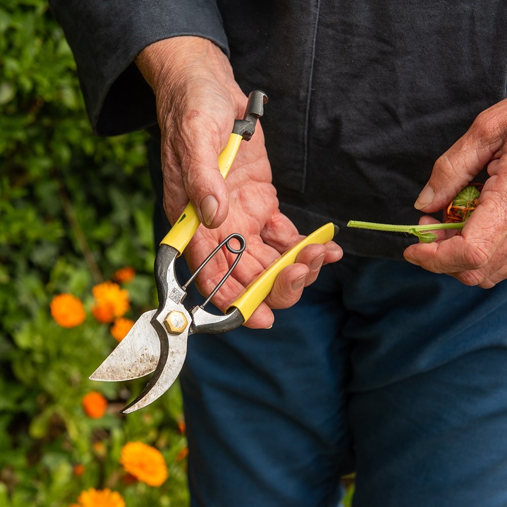 Niwaki GR pro secateurs