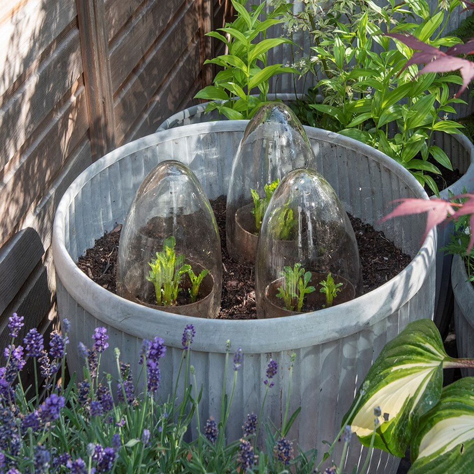 Glass cloches - set of 3