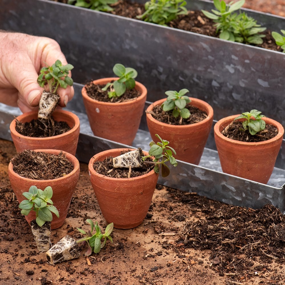 Galvanised box with ten grow pots