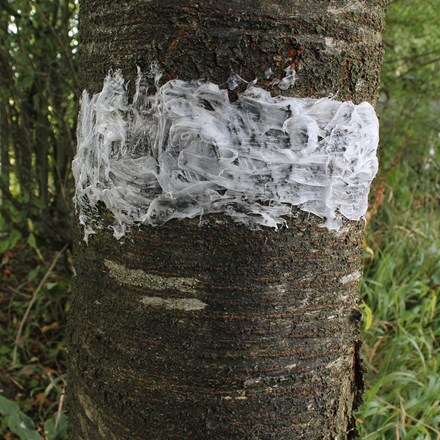 Fruit tree grease