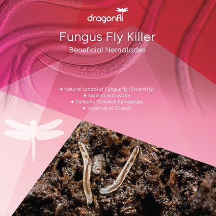 Fungus fly killer 10 million nematodes 