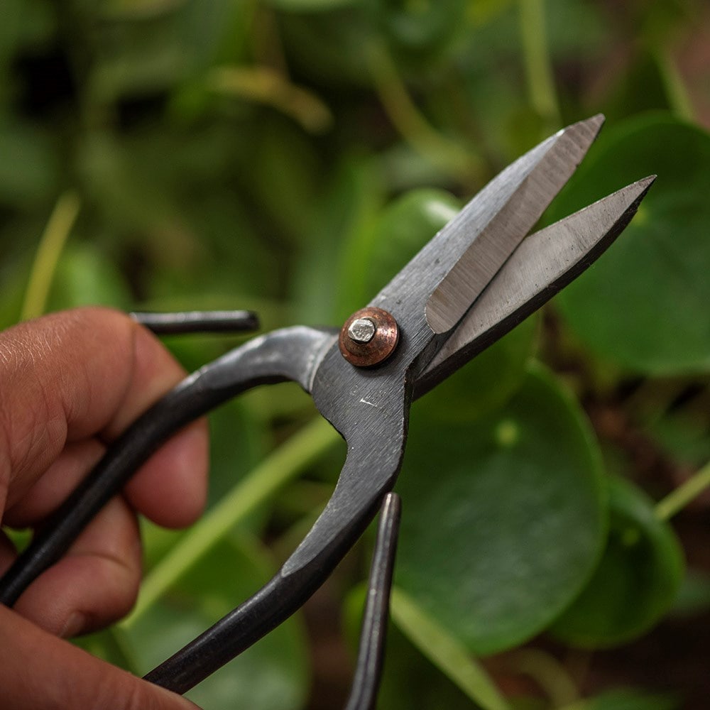 Large steel garden scissors with leather pouch