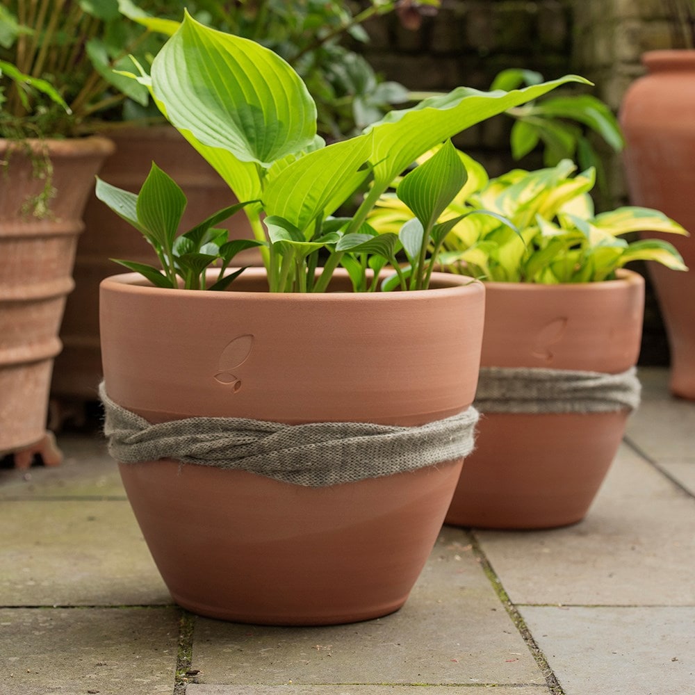 Terracotta slug and snail resistant pot