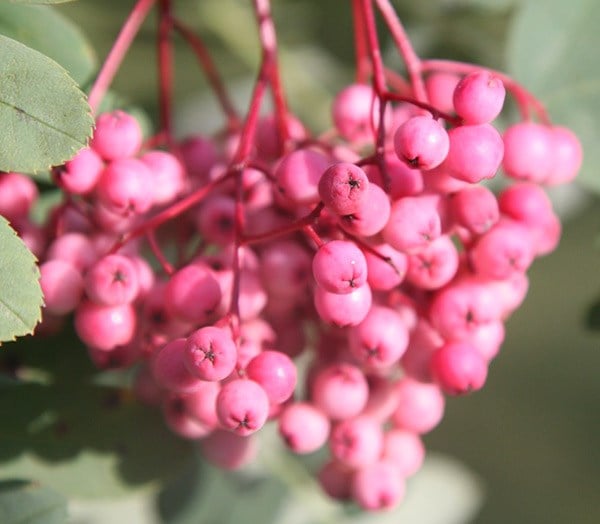 <i>Sorbus pseudohupehensis</i> 'Pink Pagoda'