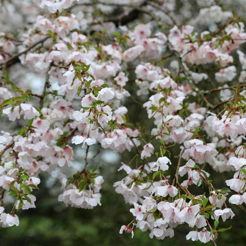 <i>Prunus</i> 'The Bride'