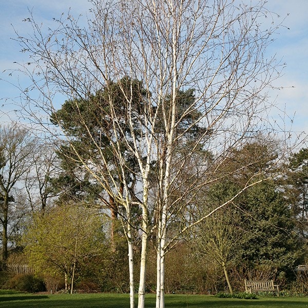 <I>Betula utilis</i> subsp. <i>jacquemontii</i>