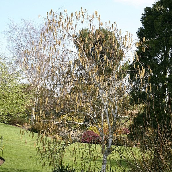 <I>Betula utilis</i> subsp. <i>jacquemontii</i>