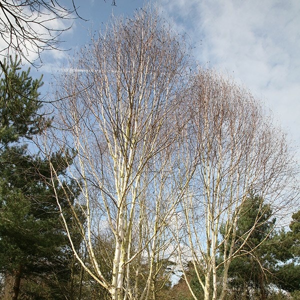 <I>Betula utilis</i> subsp. <i>jacquemontii</i>