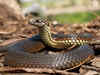 Snake venom can kill.... but it can also heal!