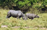 Three new commando battalions deployed in Kaziranga National Park to protect animals