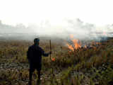 Stubble burning in UP, Punjab, Haryana reduced by 19% since 2018: Govt