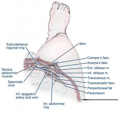 Muscular layers of the abdomen. Ext. = exterior; f