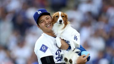 Shohei Ohtani's dog Decoy delivers first pitch