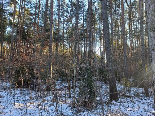 Forest in Podlaskie region