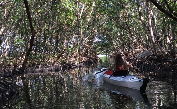 Mangrove Kayak Tour