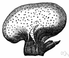 genus Fistulina - fungi having each pore separate though crowded