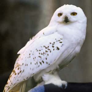 Hedwig