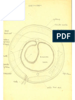 Biology Revision Edexcel IGCSE