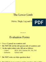 The Lower Limb: Pelvis, Thigh, Leg and Foot